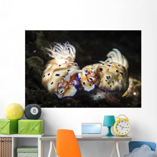 Two Nudibranchs with Two Wall Decal