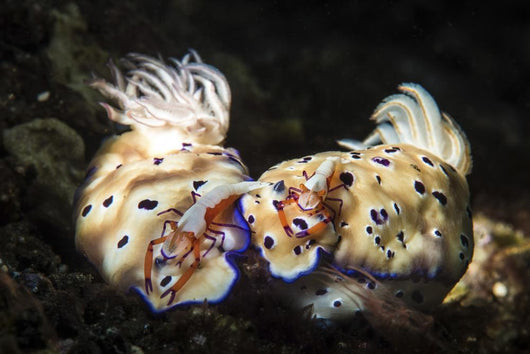 Two Nudibranchs with Two Wall Decal