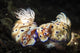 Two Nudibranchs with Two Wall Decal