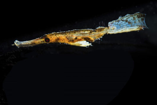 Ghost Pipefish Hovers above Wall Decal