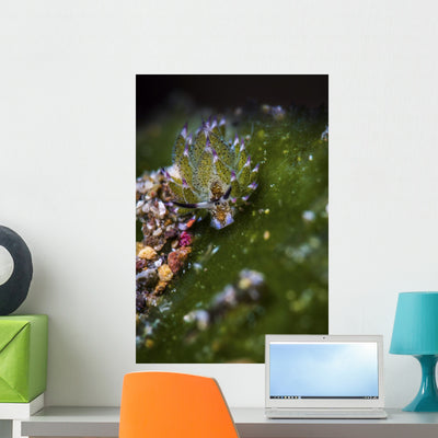Shaun Sheep Nudibranch Anilao Wall Decal shown on a wall