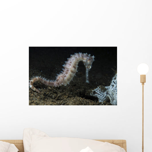 White Thorny Seahorse Anilao Wall Decal