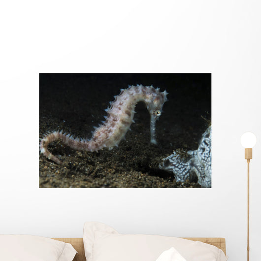 White Thorny Seahorse Anilao Wall Decal