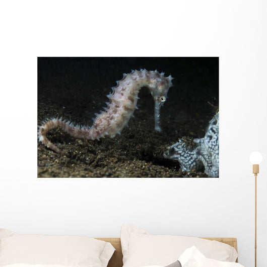 White Thorny Seahorse Anilao Wall Decal