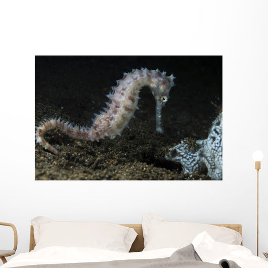 White Thorny Seahorse Anilao Wall Decal
