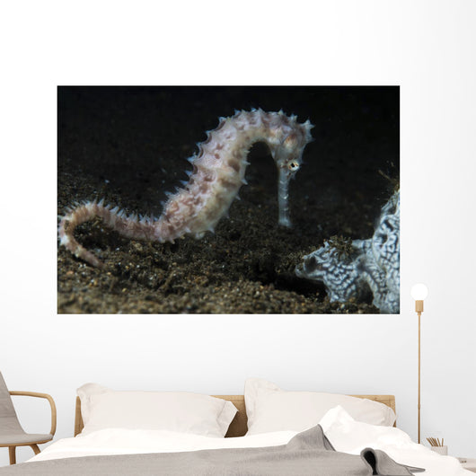 White Thorny Seahorse Anilao Wall Decal