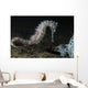 White Thorny Seahorse Anilao Wall Decal