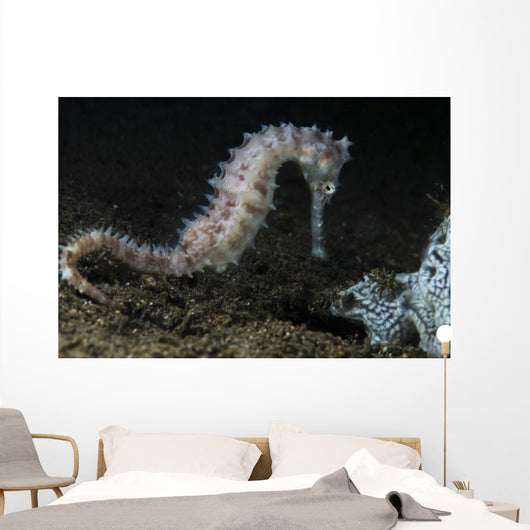 White Thorny Seahorse Anilao Wall Decal