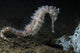 White Thorny Seahorse Anilao Wall Decal