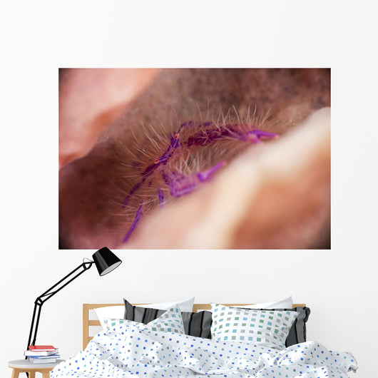 Hairy Squat Lobster Barrel Wall Decal