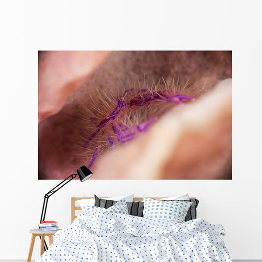Hairy Squat Lobster Barrel Wall Decal