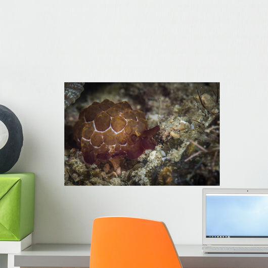 Sea Slug Its Natural Wall Decal