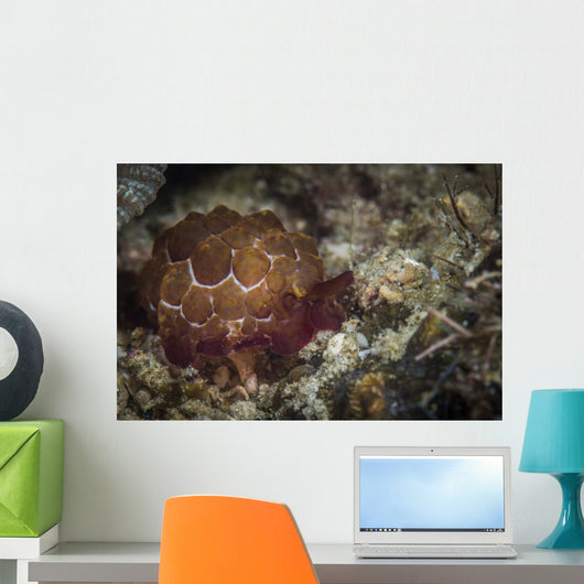 Sea Slug Its Natural Wall Decal