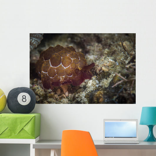 Sea Slug Its Natural Wall Decal