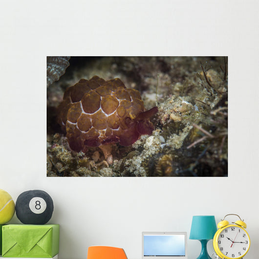 Sea Slug Its Natural Wall Decal