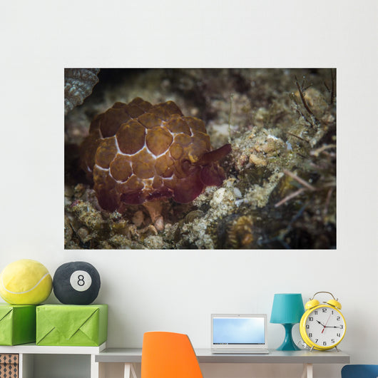 Sea Slug Its Natural Wall Decal