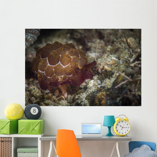 Sea Slug Its Natural Wall Decal