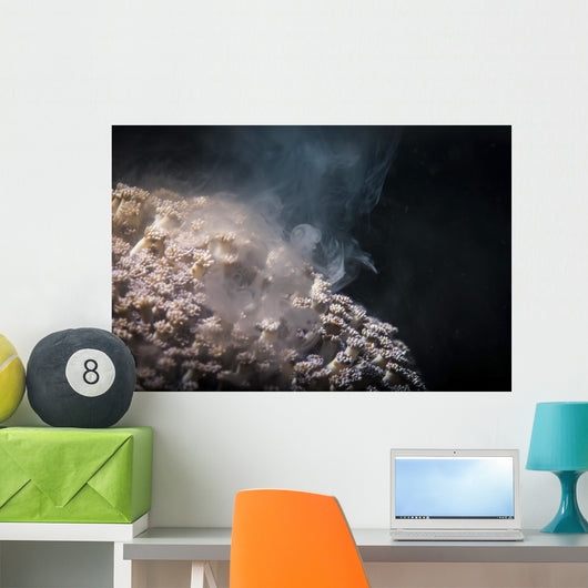 Soft Coral Spawning Anilao Wall Decal