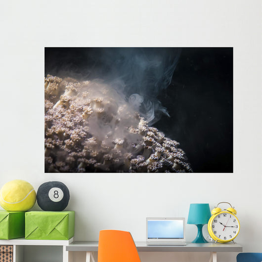 Soft Coral Spawning Anilao Wall Decal