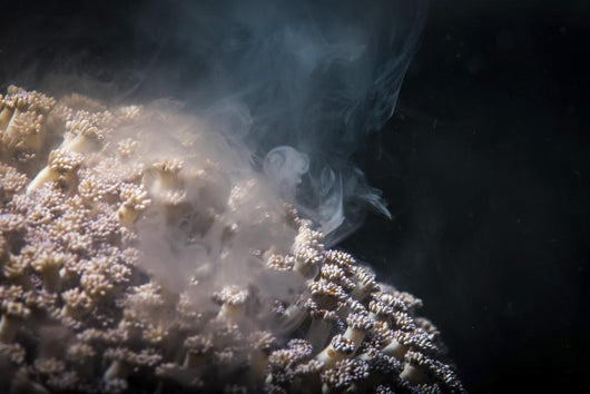 Soft Coral Spawning Anilao Wall Decal