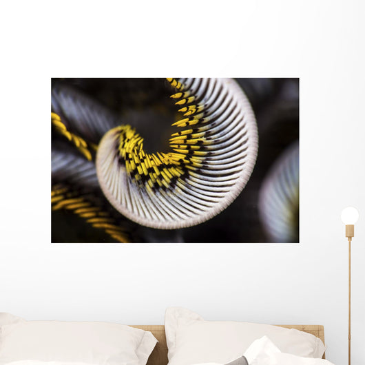 Curled Arm Crinoid Anilao Wall Decal