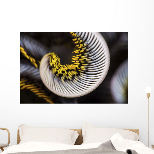 Curled Arm Crinoid Anilao Wall Decal