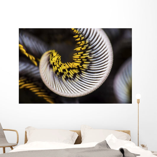 Curled Arm Crinoid Anilao Wall Decal