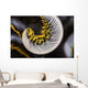 Curled Arm Crinoid Anilao Wall Decal