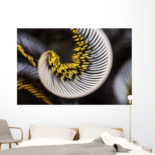 Curled Arm Crinoid Anilao Wall Decal