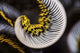 Curled Arm Crinoid Anilao Wall Decal