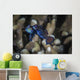 Two Mandarinfish Spawn and Wall Decal