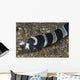 Banded Sea Snake Anilao Wall Decal