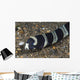 Banded Sea Snake Anilao Wall Decal