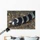 Banded Sea Snake Anilao Wall Decal