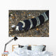 Banded Sea Snake Anilao Wall Decal