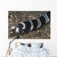 Banded Sea Snake Anilao Wall Decal