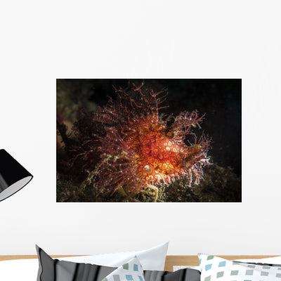 Red Rhinopias under Spotlight Wall Decal shown on a wall