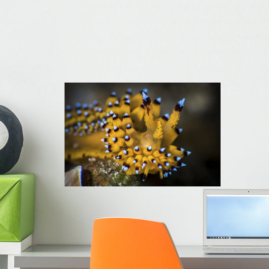 Janolus Nudibranch Anilao Philippines Wall Decal