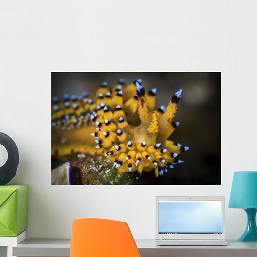 Janolus Nudibranch Anilao Philippines Wall Decal