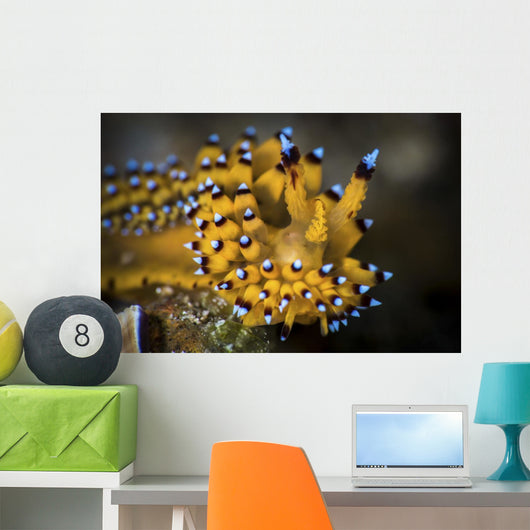 Janolus Nudibranch Anilao Philippines Wall Decal