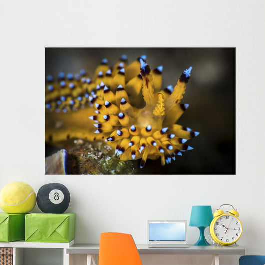 Janolus Nudibranch Anilao Philippines Wall Decal