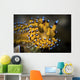 Janolus Nudibranch Anilao Philippines Wall Decal
