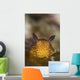 Jorunna Parva Nudibranch Portrait Wall Decal