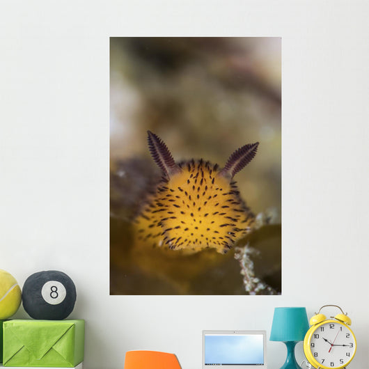 Jorunna Parva Nudibranch Portrait Wall Decal