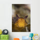 Jorunna Parva Nudibranch Portrait Wall Decal