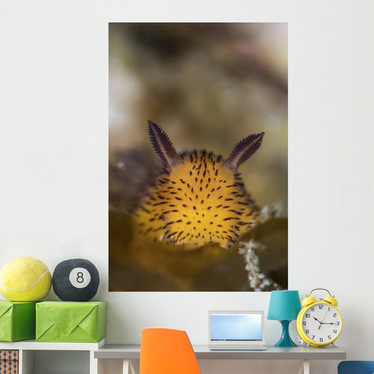 Jorunna Parva Nudibranch Portrait Wall Decal