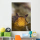Jorunna Parva Nudibranch Portrait Wall Decal