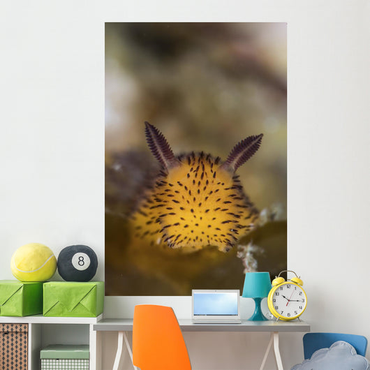 Jorunna Parva Nudibranch Portrait Wall Decal