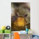 Jorunna Parva Nudibranch Portrait Wall Decal