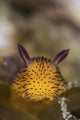 Jorunna Parva Nudibranch Portrait Wall Decal